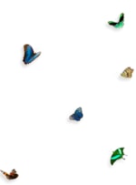 AMOSTRA PAINEL BORBOLETA MULTICOLORIDO FUNDO BRANCO
