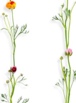 AMOSTRA PAPEL DE PAREDE RANUNCULUS LISTRA BRANCO